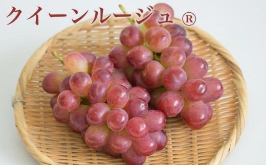 シャインマスカット＆クイーンルージュ® 約1kg 約2kg 選べる内容量 ［小布施屋］ 果物 フルーツ ぶどう 葡萄 令和7年産【2025年9月下旬～11月上旬発送】