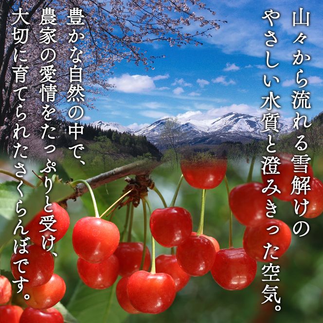 FYN6-250 ≪2026年先行予約≫山形県産 さくらんぼ 品種おまかせ(佐藤錦・紅秀峰など) 500g 秀/L以上 バラパック詰め 2026年6月中旬頃より発送 果物 くだもの フルーツ 夏果実 サクランボ チェリー 桜桃 高級 化粧箱 ギフト箱 贈り物 贈答 ギフト プレゼント 自宅 家庭 産地直送 山形県 西川町 月山