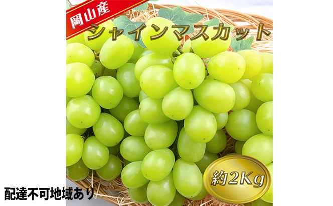 ぶどう 2026年 先行予約 シャイン マスカット 【8月中旬～順次発送分】約2kg 糖度抜群！ ブドウ 葡萄  岡山県産 国産 フルーツ 果物 ギフト 果物類 