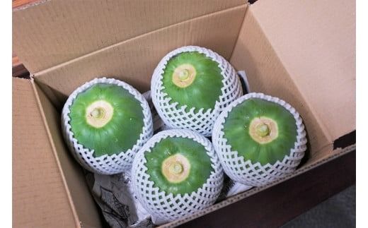 【期間限定】栄養の宝庫 青パパイヤ 約3kg スーパーフード 酵素 美容 健康 エックスファーム H164-010