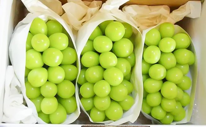 【2026年12月～発送】冷蔵貯蔵 シャインマスカット 3～4房 約2kg ぶどう ブドウ 葡萄 マスカット 果物 フルーツ 長野県 長野 山ノ内町