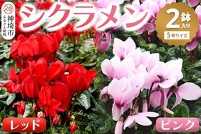 【先行受付11月20日より発送 数量・期間限定】鉢花 シクラメン 5号鉢×2鉢 【ピンク・レッドの2色をお届けします!!】【シクラメン 冬のギフト ふるさと納税】(H069110)