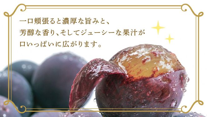 ＼ 選べる内容量 ／巨峰 約1.3kg(約2房) / 約2kg(約4房) / 約5kg(約8～12房)【2026年7月より発送開始】（茨城県共通返礼品 [ぶどう]：結城市産） ぶどう 果物 フルーツ デザート 茨城県 ギフト 高級 旬