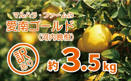 訳あり 河内晩柑 3.5kg 5000円 （発送期間: 4月中旬～8月下旬） みかん かわちばんかん 愛南ゴールド 美生柑 文旦 グレープフルーツ 和製 家庭用  産地直送 国産 農家直送 お試し 少量 試供品 糖度 果樹園 期間限定 数量限定 特産品 ゼリー ジュース 人気 限定 さわやか 甘い おいしい フルーツ 果物 柑橘 蜜柑 規格外 愛媛県 愛南町 マルハラファーム