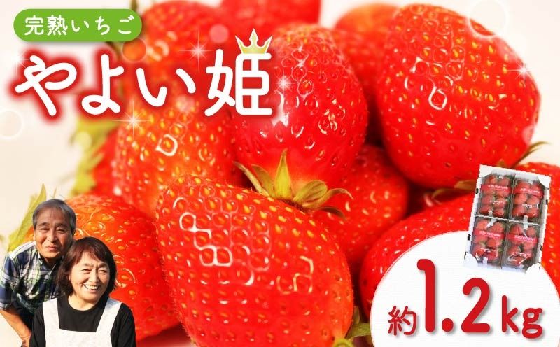 [ 先行予約 : 2026年4月発送予定 ] やよい姫 約1.2kg 300g×4パック いちご 完熟 苺 産地 直送 フレッシュ イチゴ 贈答 フルーツ 果物 国産 静岡 静岡県 藤枝市 ふるさと人気 人気いちご ふるさと納税いちご ふるさといちご furusatoいちご おすすめいちご 送料無料いちご