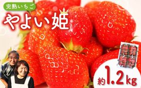 いちご やよい姫 約1.2kg 300g×4パック  完熟 苺 産地 直送 フレッシュ イチゴ 贈答 フルーツ 果物 国産 静岡 静岡県 藤枝市 ふるさと人気 人気いちご ふるさと納税いちご ふるさといちご furusatoいちご おすすめいちご  【 先行予約 : 2026年4月発送予定 】