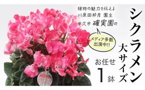 シクラメン 「大サイズ」【 おまかせ 1点 】 ガーデニング 花 はな フラワー 鉢 鉢植え 常温 ギフト プレゼント 贈り物 贈答 牛久市 確実園 [BG008us]