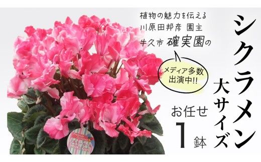 シクラメン 「大サイズ」【 おまかせ 1点 】 ガーデニング 花 はな フラワー 鉢 鉢植え 常温 ギフト プレゼント 贈り物 贈答 牛久市 確実園 [BG008us]