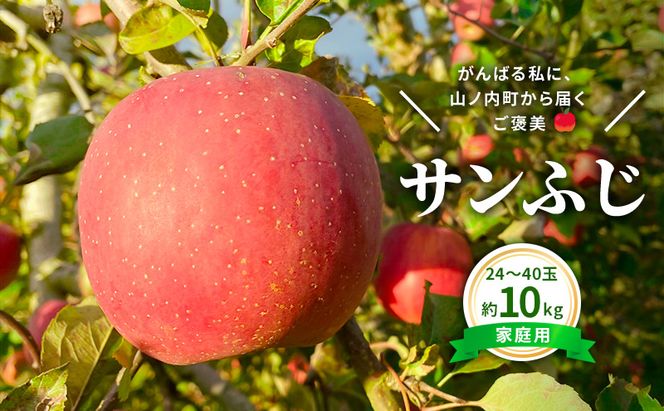 【2026年12月発送】今日を癒すひと玉 私のサンふじ　サンふじ　家庭用　10kg りんご 果物