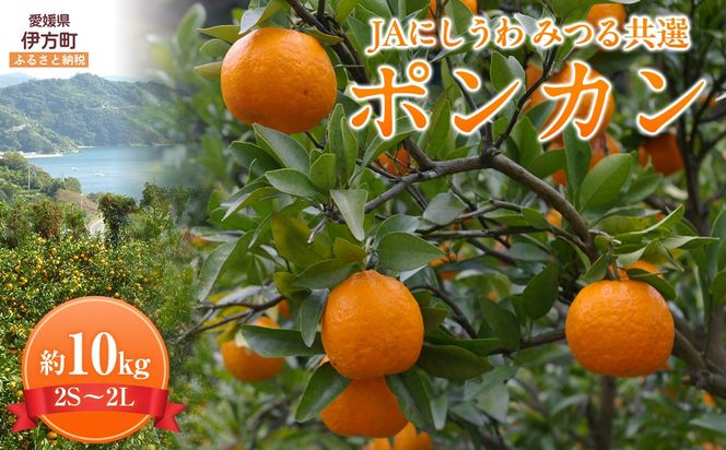 【先行予約】【数量限定】JAにしうわ みつる共選 ポンカン約10kg（2S～2L）※離島への配送不可（2026年1月中旬より順次発送予定） IKTBC005