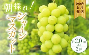 シャインマスカット 約2kg以上（3房）朝採れ ぶどう セット 詰め合わせ 産地直送 フルーツ 食べごたえ満点 兵庫県 加西市