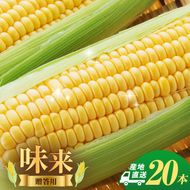 とうもろこし 味来 贈答用 20本 トウモロコシ 宮城県産 甘い 夏 朝採れ 産地直送 宮城県 大河原町