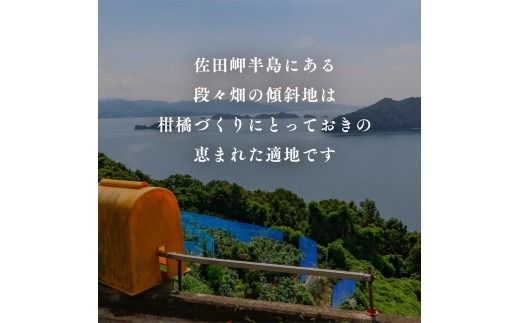 【先行予約】【数量限定】【特選】＼農園直送／愛媛県産せとか約3kg｜柑橘 みかん ミカン 蜜柑 果物 フルーツ 柑橘の大トロ 愛媛県産 ※離島への配送不可 ※2025年2月下旬～3月中旬頃に順次発送予定