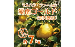【訳あり】 河内晩柑 7kg 発送期間: 4月中旬～8月下旬 (なくなり次第終了) 先行予約 訳あり 河内晩柑 みかん かわちばんかん マルハラファーム 愛南ゴールド 柑橘 グレープフルーツ 和製 果物 フルーツ おいしい 愛媛 愛南 産地直送 国産 農家直送 果樹園 文旦 数量限定 人気 限定 ジューシー 甘い