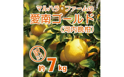 【訳あり】 河内晩柑 7kg 発送期間: 4月中旬～8月下旬 (なくなり次第終了) 先行予約 訳あり 河内晩柑 みかん かわちばんかん マルハラファーム 愛南ゴールド 柑橘 グレープフルーツ 和製 果物 フルーツ おいしい 愛媛 愛南 産地直送 国産 農家直送 果樹園 文旦 数量限定 人気 限定 ジューシー 甘い
