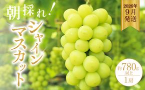シャインマスカット 約780g以上（1房）朝採れ ぶどう セット 詰め合わせ 産地直送 フルーツ 兵庫県 加西市