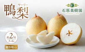 梨 2026年 先行予約 鴨梨（ヤーリー）3～6玉 合計約2kg 贈答箱【11月下旬～12月中旬頃発送】 ナシ なし 岡山県産 国産 フルーツ 果物 ギフト 石原果樹園