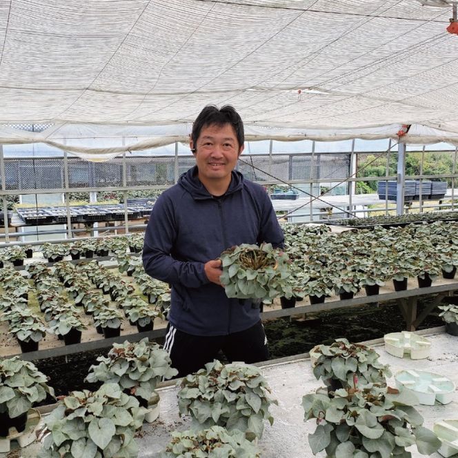 【先行予約】【長谷川園芸】オリジナル品種 シクラメン プラチナリーフ 6寸 バイオレット 【冬のギフト  フラワーギフト クリスマス 鉢花】(AT108)