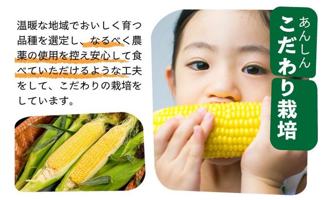 【先行予約2026年1月〜5月配送】1番遅くて1番早い！？ プレミアムヤングコーンとスイートコーンのよくばり定期便！！朝採れを皮付きのままお届け！！