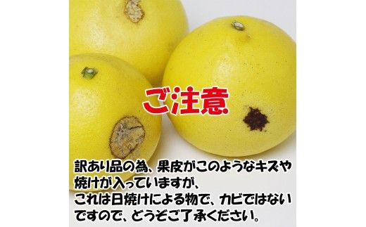 ＜土佐市産＞土佐文旦 訳あり 約10kg（3L～Lいずれかのサイズ）白木果樹園 返礼品 高知県 土佐市