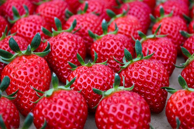 【完熟クラフト苺BERRY】有名シェフ御用達【紅白いちご】樹上完熟よつぼし・淡雪 約500g（出荷2026年12月上旬～2027年5月下旬）【yuji0002】