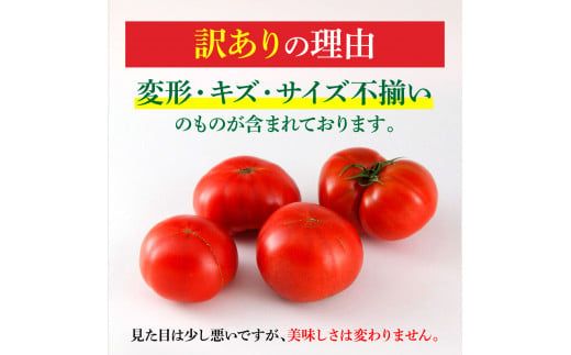 【先行予約】フルーツトマト 訳あり 約1kg <2027年1月〜発送> / 大小混合 1キロ トマト とまと ふるーつとまと 高知 桃太郎 完熟 糖度8度以上 濃厚 野菜 料理 サラダ マリネ おいしい 新鮮 食品【池トマト】[BQAG052]