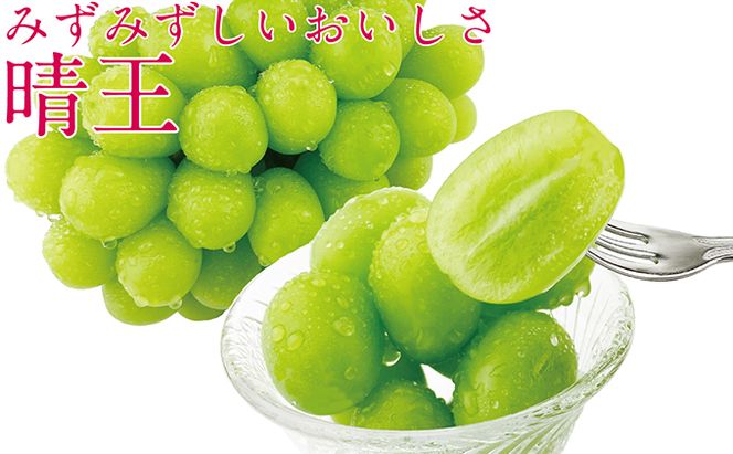 ぶどう 2026年 先行予約 9月・10月発送 シャイン マスカット 晴王 1房 約700g ブドウ 葡萄  岡山県産 国産 フルーツ 果物 ギフト 