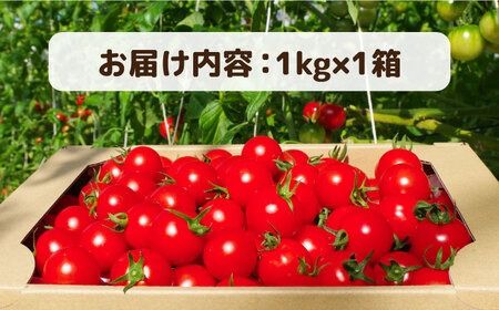 フルティカ 1kg 糸島市 / かわぞえ農園 トマト 中玉トマト [AAM005]