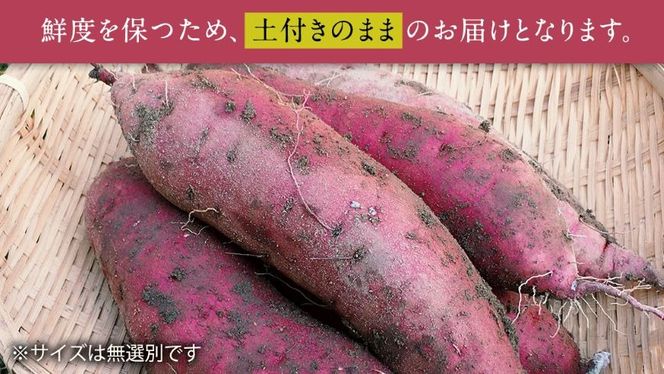 【 先行予約 】 茨城県産 さつまいも 5kg （ 紅はるか ） 土付き ・ サイズ 無選別 【10月下旬より順次発送】 土 土付き 土つき 高糖度 茨城 自然栽培 サツマイモ 芋 国産 おいしい [DE01-NT]