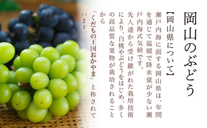 桃 ぶどう 2026年 先行予約 果物 詰合せ 白桃 2玉（1玉220g以上）ニューピオーネ 2房（1房480g以上）化粧箱入り もも 葡萄 岡山県産 国産 フルーツ 果物 ギフト 
