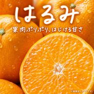 果肉ぷりぷり!完熟はるみ 5kg
