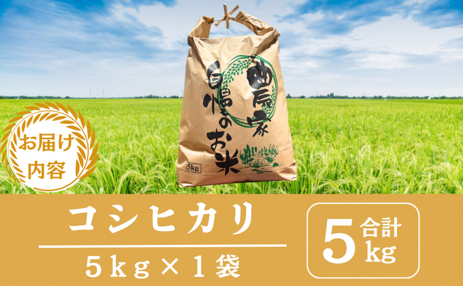 【先行予約】無洗米令和8年産 コシヒカリ 5kg 【 お米 米 コメ 精米 南丹市 】