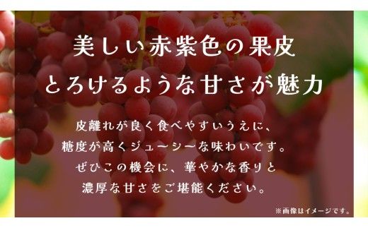 クインニーナ 約2.5kg (4～6房) 【2026年8月下旬発送開始】(茨城県共通返礼品：大子町) ぶどう 葡萄 ブドウ 果物 フルーツ 果実