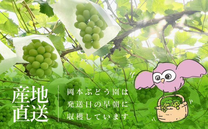 【A5-542】シャインマスカット 約750g
