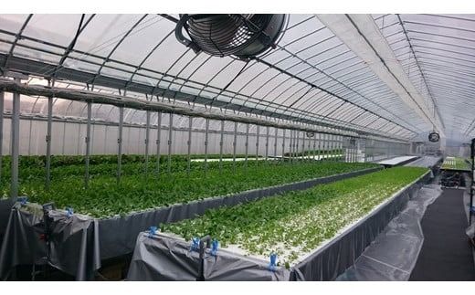 【6回定期便】野菜 詰め合わせ リーフレタス サラダ 7種 6回定期便 京都 丹波産 新鮮 旬の葉物野菜セット 小島農園《農薬不使用 京野菜 亀岡産 季節の野菜 産地直送 期間限定 ふるさと納税野菜》