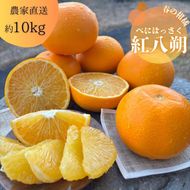 146.紅八朔（べにはっさく）（約10㎏）(A146-1)