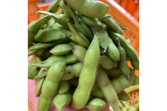 【先行予約／数量限定40】朝採り枝豆（湯上り娘）500g（250g×2パック）（栽培期間中農薬・化学肥料・除草剤不使用）（2026年7月上旬～発送）　KU00075