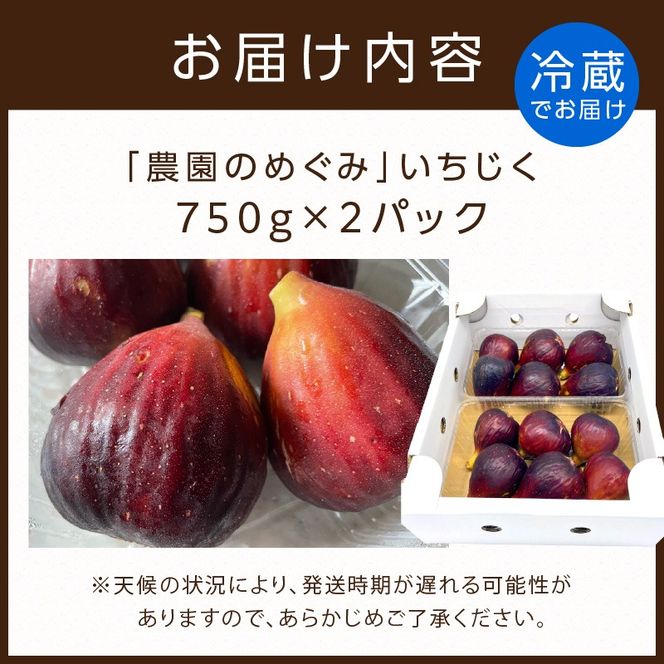 期間限定【農園のめぐみ】甘味が凝縮いちじく750g×2《 数量限定 限定 果物 くだもの フルーツ いちじく 無花果 送料無料 》【2401C08210】