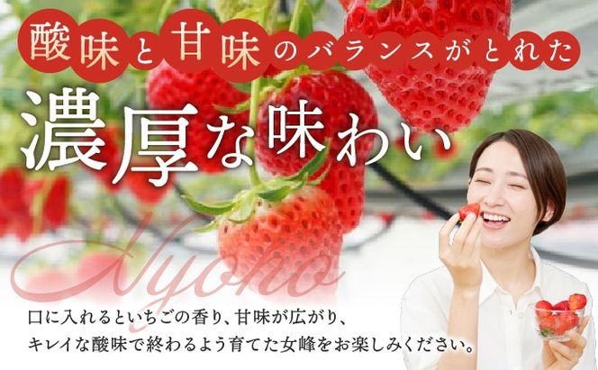 【3回定期便】数量限定 幻の京都亀岡産 高級いちご【女峰】1箱分×3回定期便 ※化学肥料・農薬極力不使用《イチゴ 苺 いちご フルーツ 農家直送》 ※2026年1月中旬～5月下旬頃に順次発送予定