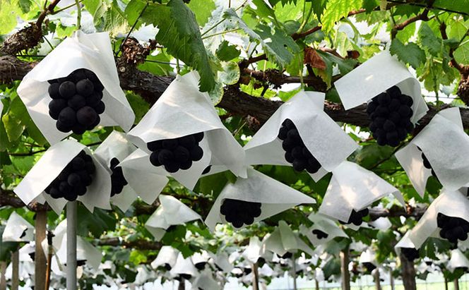 ぶどう 2026年 先行予約 農家こだわりの シャイン マスカット ＆ ニュー ピオーネ 2房 合計約1.2kg 贈答クラス 葡萄 岡山県産 国産 フルーツ 果物 ギフト 【 Nini farm 農家 直送 】 