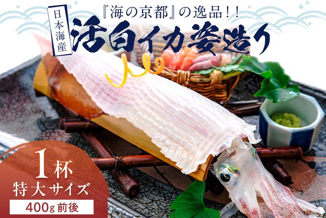 日本海産『海の京都』の逸品！！　活白イカ姿造り（クリスタル白いか）特大サイズ 1杯（400g前後）（2026年6月上旬～発送）　YK00540