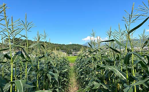 【2026年夏発送予約】生で食べられる白い宝石 中津川産プレミアム 純白とうもろこし おおもの白 4kgセット 朝採り 即日冷蔵発送 数量限定 F4N-2369