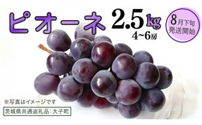 ピオーネ 2.5kg (4～6房)【2026年8月下旬発送開始】(茨城県共通返礼品：大子町) ブドウ ぶどう 葡萄 ピオーネ 果物 フルーツ 果実
