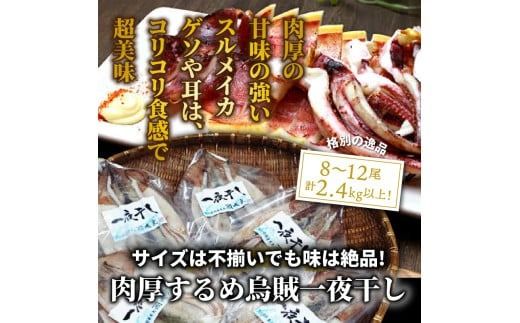サイズは不揃いでも味は絶品!肉厚するめ烏賊一夜干し2.4㎏_1904R