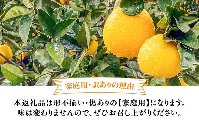 【先行予約】【家庭用】河内晩柑 7kg ※離島への配送不可 （2027年4月10日より順次発送） IKTA030