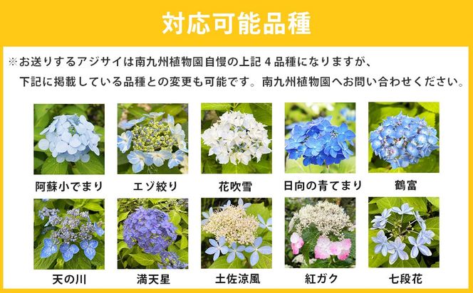 ＜山あじさい 4本セット＞2024年10月上旬～2025年6月下旬迄に順次出荷【c1102_ms_x2】