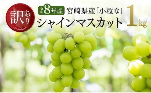 果物 [令和8年産][訳あり]小粒なシャインマスカット1kg [ ぶどう 葡萄 フルーツ ブドウ デザート 川南町産 数量限定 期間限定 ]ⅠⅩ [B03401]