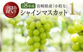 【令和8年産】【訳あり】小粒なシャインマスカット1kg 【 ぶどう 果物 葡萄 フルーツ ブドウ デザート 川南町産 数量限定 期間限定 】 [B03401]