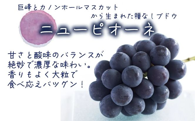 【2026年の先行予約】 岡山　花笑み農園の『ニューピオーネ』500g以上(中1房)　P-中1 / 岡山 真庭 ピオーネ 真庭市 葡萄 果物 フルーツ 濃厚ピオーネ 2026年9月上旬～ 受付順に発送予定 【hana079-01】