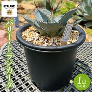 アガベ　パリー・トランカータ 6号鉢 鹿嶋市産 実生（KCP-29-b）
